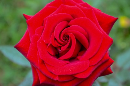 Roses, înregistrări cu o etichetă trandafir, un jurnal de trei și o noapte de liveinternet - serviciul de jurnal online din Rusia
