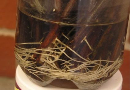 Răsaduri de struguri din chibouk metoda de cultivare