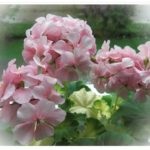 Secretele din Galina - Cum să ai grijă de flori acasă