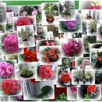 Secretele din Galina - Cum să ai grijă de flori acasă