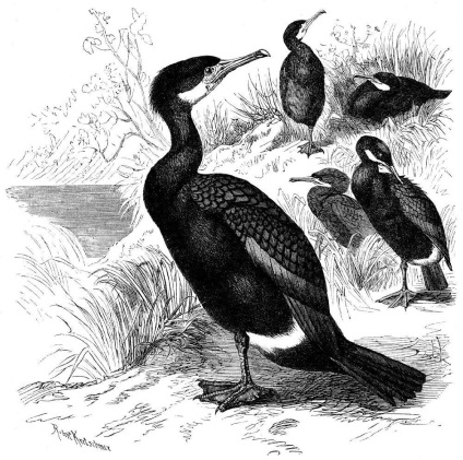 Familia de cormorani este