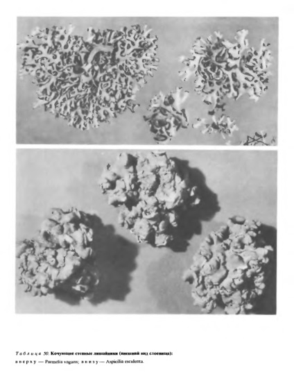 Familia lecanoraceae