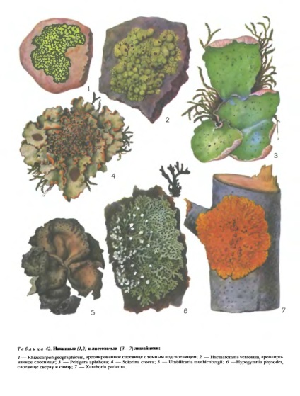 Familia lecanoraceae