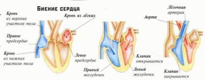 Sistemul cardiovascular! Totul despre inimă