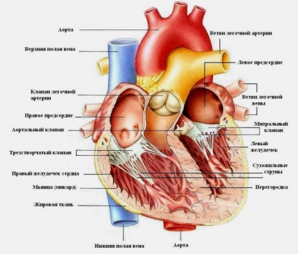 Sistemul cardiovascular! Totul despre inimă