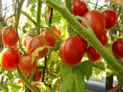 Câți ani puteți să plantați tomate într-un singur loc?