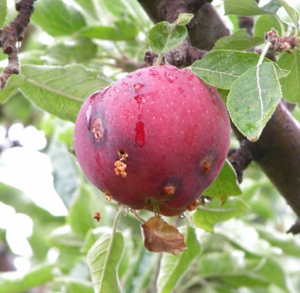 Mielul de prune și măsurile de luptă