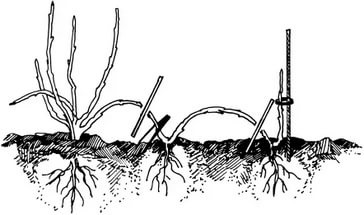 Coacăze negre, roșii, soiuri, plantare, tăiere, cultivare, boli și dăunători, fertilizare,