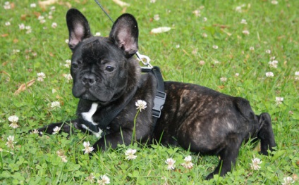 French Bulldog Dog Descriere, foto, preț, caracteristici, nutriție, îngrijire, boli