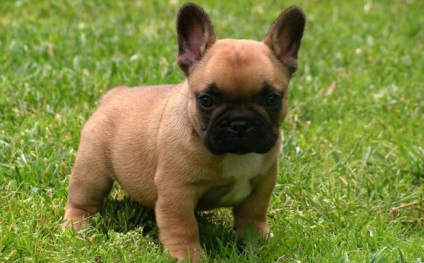 Kutyafajta francia bulldog leírás, fotók, árak, jellemzőit, élelmiszer, ellátás, betegség
