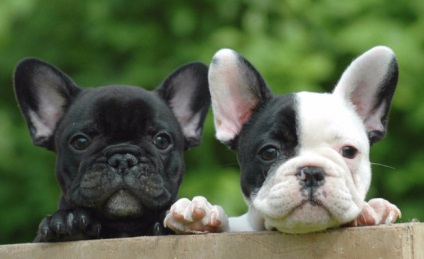 Câine de câine Descriere bulldog francez, fotografie, preț, caracteristică, nutriție, îngrijire, boală