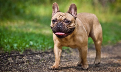 Kutyafajta francia bulldog leírás, fotók, árak, jellemzőit, élelmiszer, ellátás, betegség