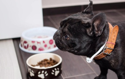 French Bulldog Dog Descriere, foto, preț, caracteristici, nutriție, îngrijire, boli