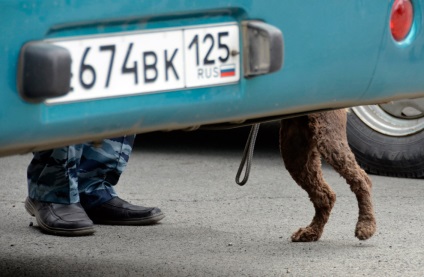 Câini în știri - știri în fotografii