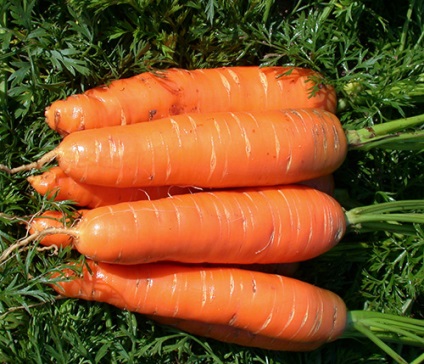 Varietate de morcovi nintskaya 4 fotografii, recenzii, descriere, caracteristici