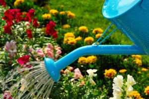 Tippek - megfelelő ellátást a virágágyás júliusban, a színek védelmet, műtrágyázás