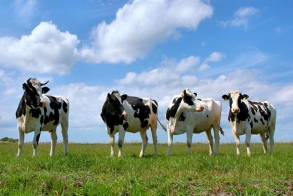 Létrehozása farm a semmiből, az új üzleti ötletek, új üzleti ötletek, üzleti ötletek, gondolatok