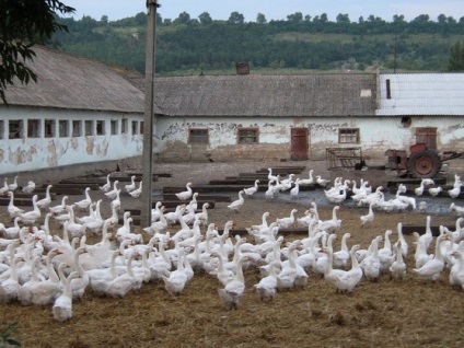 Crearea unei ferme de la zero, idei de afaceri noi, idei de afaceri noi, idei de afaceri, idei