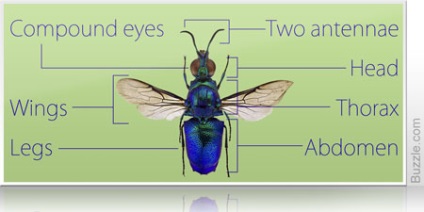 Lista diferitelor tipuri de insecte zburătoare cu imagini