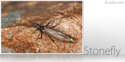 Lista diferitelor tipuri de insecte zburătoare cu imagini