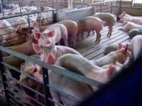 Articole privind conținutul de porci pe porc, reguli sanitare, respectate în timpul construcției