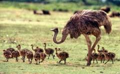 Ostrichul este un grup african, o struț de struți struthioniformes, o biologie de struț,