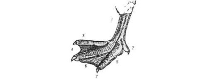 Structura corpului de gâscă - gâște - păsări de curte