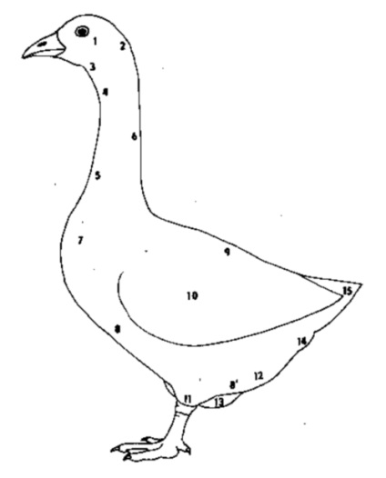 Structura corpului de gâscă - gâște - păsări de curte