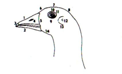 Structura corpului de gâscă - gâște - păsări de curte