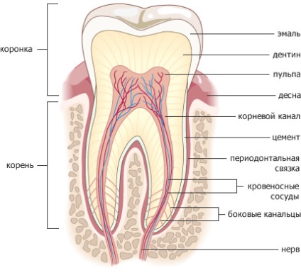Structura dinților în chinchilla