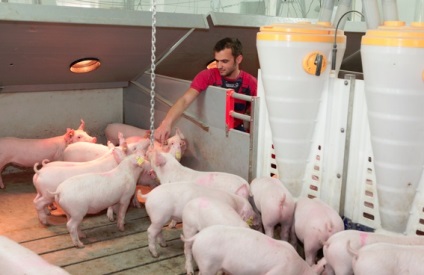 Operatori de porci, lumi complexe de pigmieri