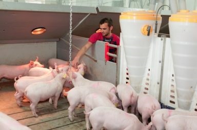 Operatori de porci, lumi complexe de pigmieri