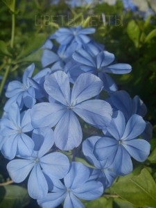 Vinci sau plumbago, îngrijire, fotografie, flori de vis