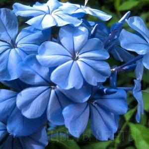 Vinci sau plumbago, îngrijire, fotografie, flori de vis