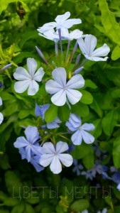 Vinci sau plumbago, îngrijire, fotografie, flori de vis