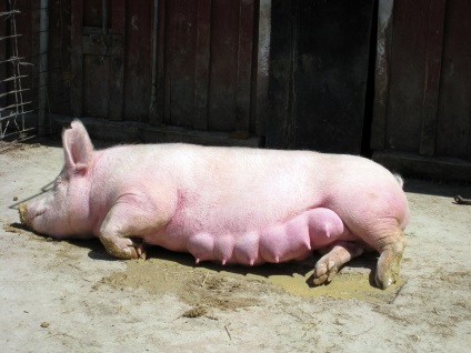 Porcii de rase de carne sunt cele mai bune, mai mari, descrierea și fotografia lor