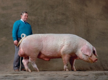 Porcii de rase de carne sunt cele mai bune, mai mari, descrierea și fotografia lor