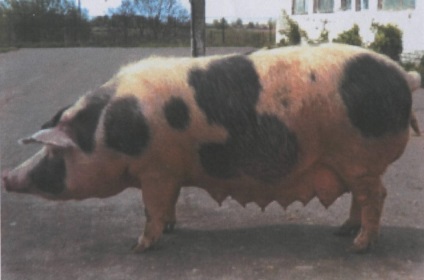 Porcii de rase de carne sunt cele mai bune, mai mari, descrierea și fotografia lor