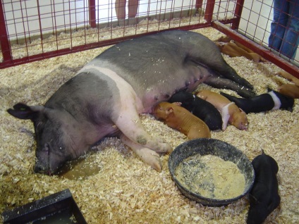 Porcii de rase de carne sunt cele mai bune, mai mari, descrierea și fotografia lor