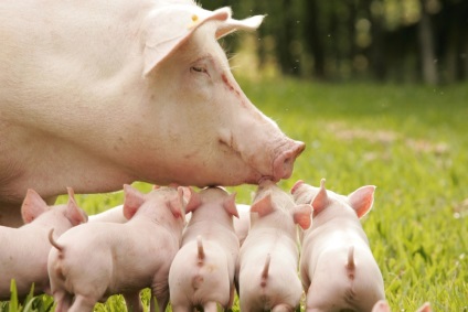Porcii de rase de carne sunt cele mai bune, mai mari, descrierea și fotografia lor