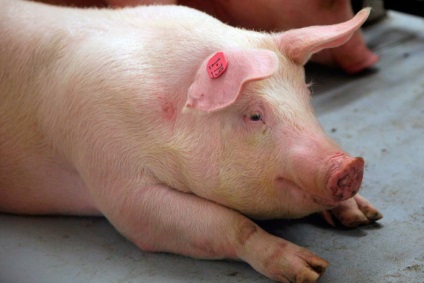 Porcii de rase de carne sunt cele mai bune, mai mari, descrierea și fotografia lor