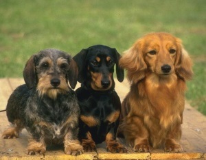 Dachshund descrierea rasei, natura câinelui, trăsăturile distinctive, îngrijirea obișnuită