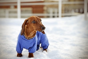 Dachshund descrierea rasei, natura câinelui, trăsăturile distinctive, îngrijirea obișnuită