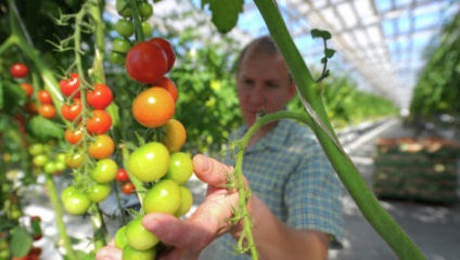 Tehnologia cultivării cartofilor în zona umedă