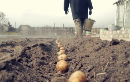 Tehnologia cultivării cartofilor în zona umedă