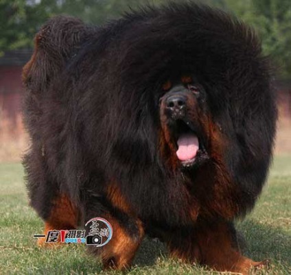 Mastiff tibetan, mastiff tibetan - toate distractiv!