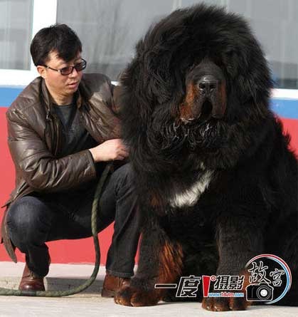 Mastiff tibetan, mastiff tibetan - toate distractiv!