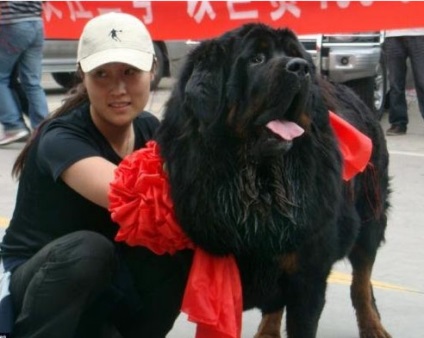 Mastiff tibetan, mastiff tibetan - toate distractiv!