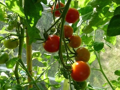 Tomate pentru teren deschis al regiunii Nijni Novgorod