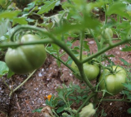 Tomate pentru teren deschis al regiunii Nijni Novgorod